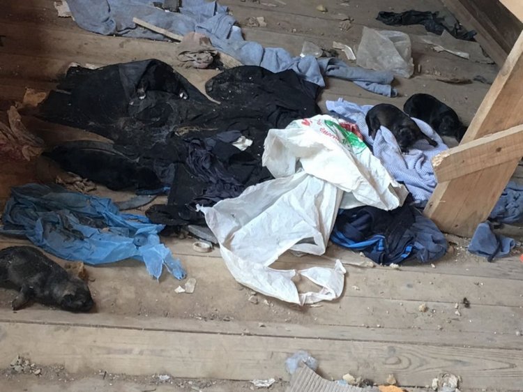 Нужна помощь собакам — Болталка и разговоры обо всем: жизнь (фото 3)