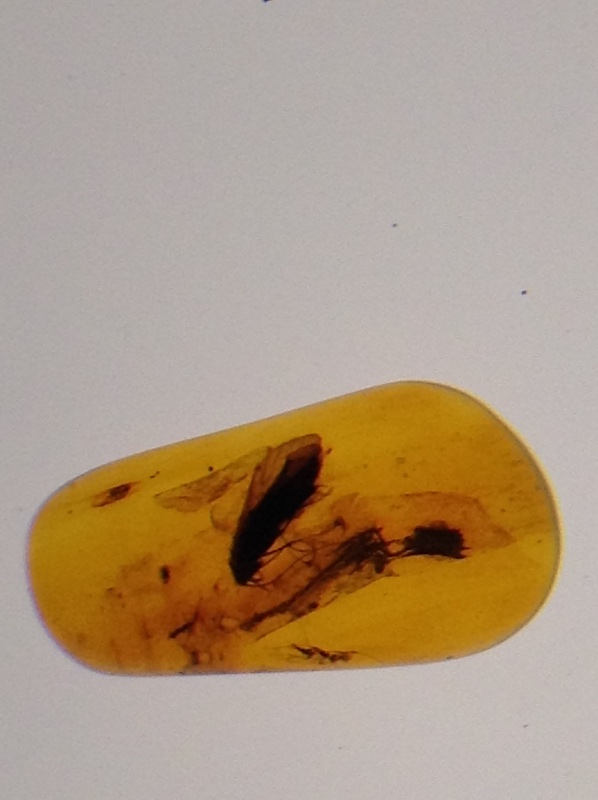 Милая сердцу Божедомка. Ч.5. Выставка "Парк янтарного периода". "Слезы Гелиад". "Янтарь и куклы"