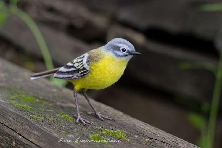 Жёлтая трясогузка — Валяные игрушки из шерсти: сухое валяние