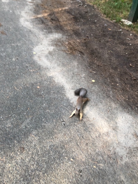 Амели - minifee RFA — Куклы Fairyland (ФэйриЛэнд): BJD (БЖД)