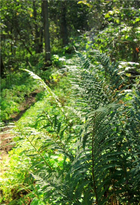 Старицкая Швейцария. Старицкие пещеры, д. Толпино, заключительная часть