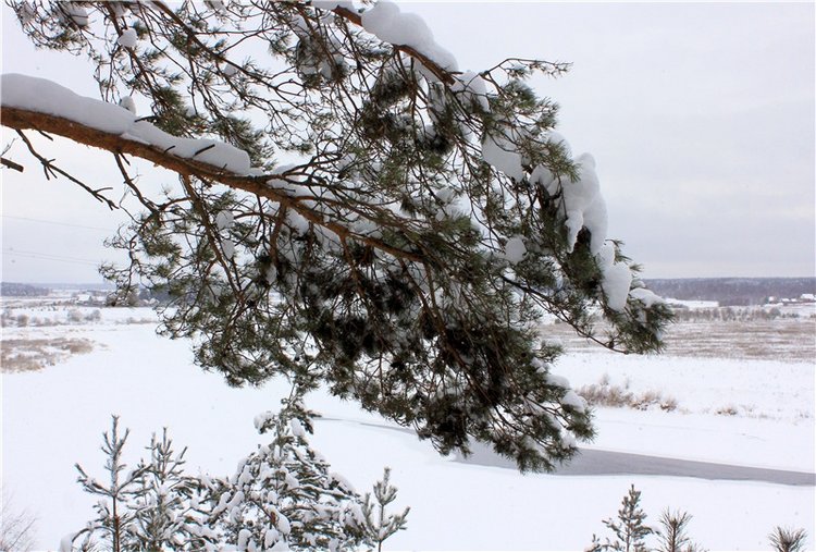 Рождественские гуляния, часть вторая. Zwergnase Mischa