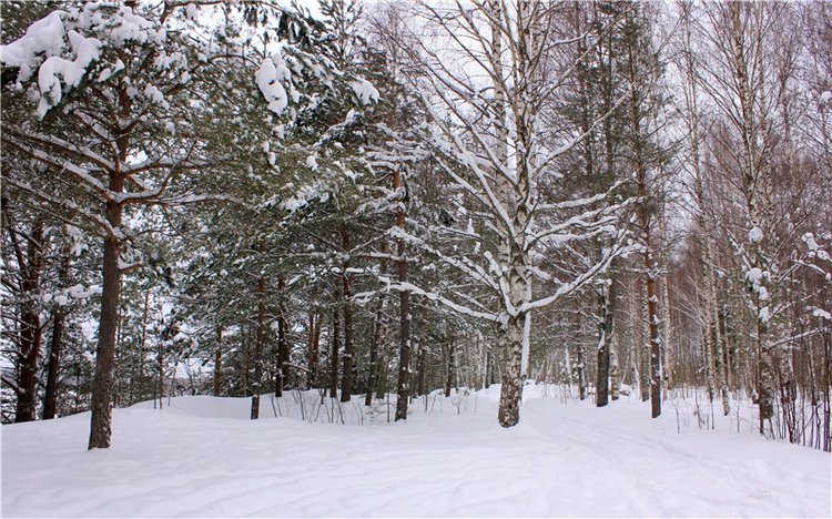 Рождественские гуляния, часть вторая. Zwergnase Mischa (фото 6)