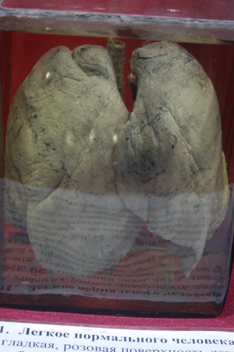 Псков: Петербургская Кунсткамера у нас в гостях. СТРОГО 18 + (фото 7)