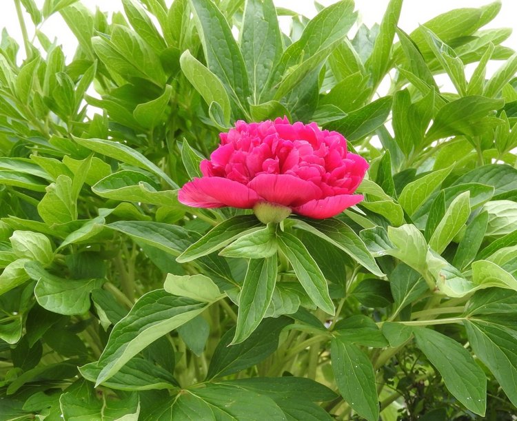 Цветы — роскошный дар природы