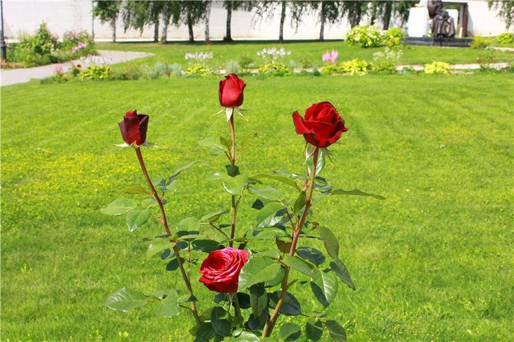 Любимая Старица. Свято-Успенский мужской монастырь