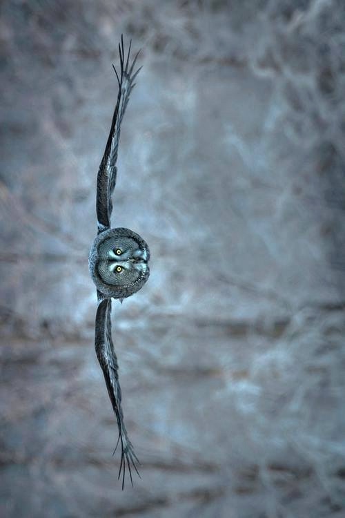 Любительские и профессиональные фотографии Сов (выпуск 2)