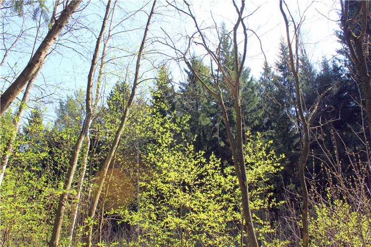 Савватьева Пустынь, Тверская область