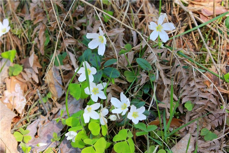 Весенняя Фея. Kyrra Fair Meadow doll | Бэйбики Весенняя Фея. Kyrra Fair Meadow doll