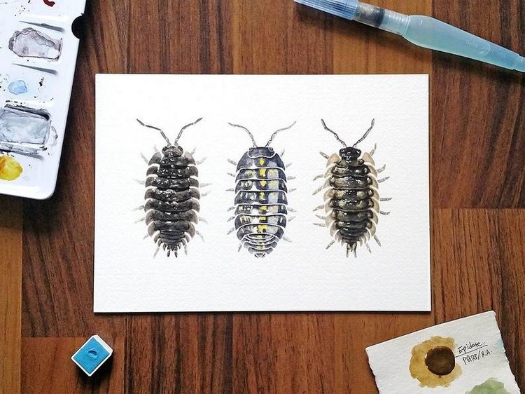 SnailMaidenStudio - Акварельные иллюстрации маленьких живых существ