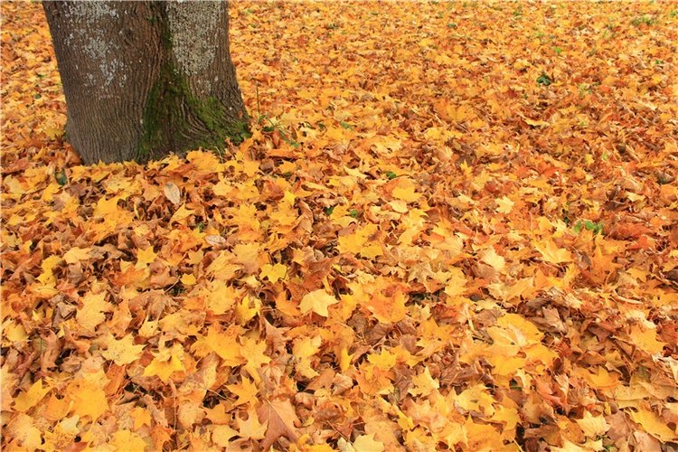 Золотая Осень в Берново с Имани. Mini Imani от Kaye Wiggs (фото 4)