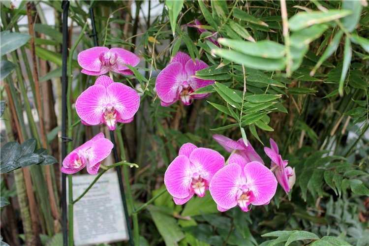 Тверской Ботанический Сад, продолжение | Бэйбики Тверской Ботанический Сад, продолжение