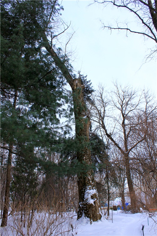 Тверской Ботанический Сад, заключительная часть