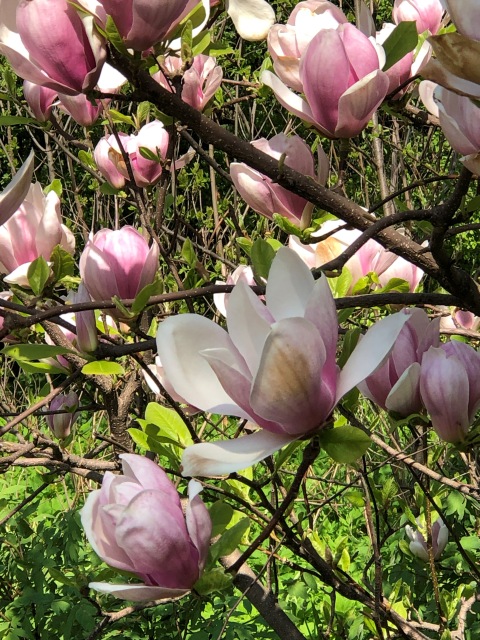 Тони Старк: приключения без брони. Был месяц май, половина вторая