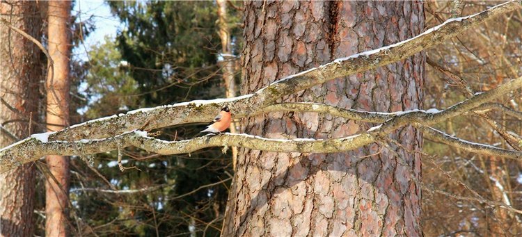 В поисках Синей птицы. Merle от Sissel Bjorstad Skille, Фирмы Götz