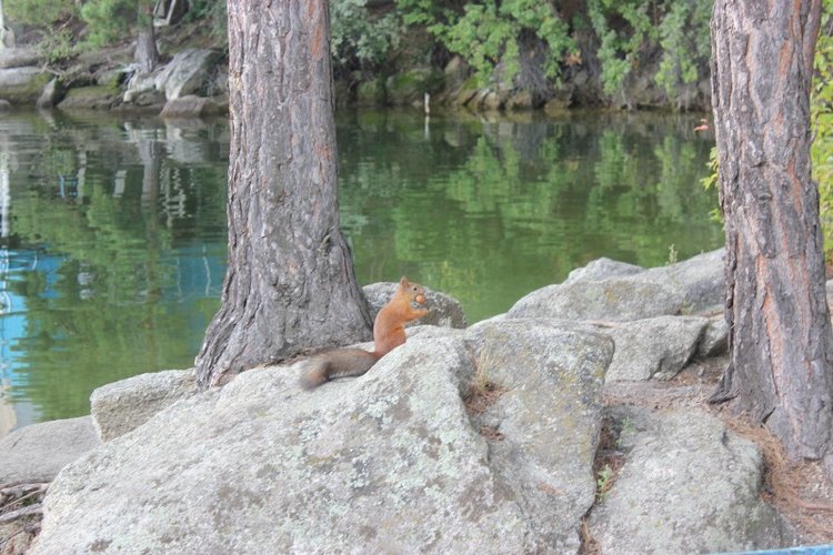 Базовичок обыкновенный. Дикий, но симпатичный | Бэйбики Базовичок обыкновенный. Дикий, но симпатичный (фото 5)