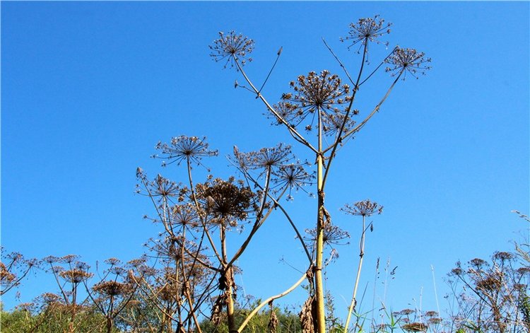 Старицкая Швейцария. Путешествие Мии. Minifee Miyu FairlyLand | Бэйбики Старицкая Швейцария. Путешествие Мии. Minifee Miyu FairlyLand