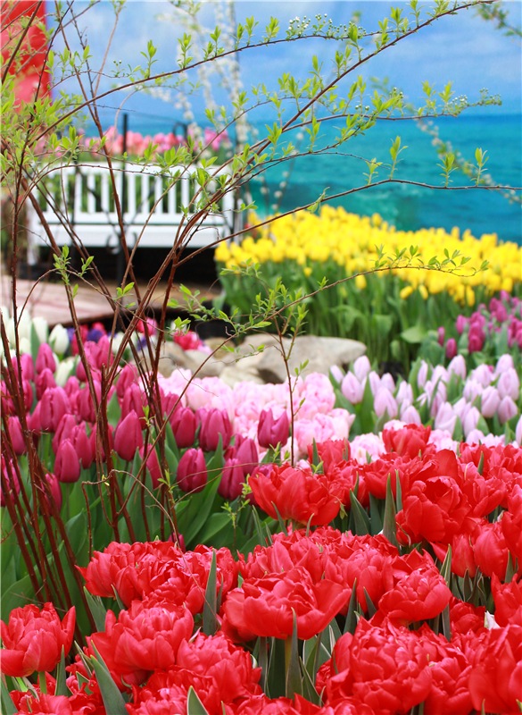 Тюльпановый Рай. Выставка тюльпанов в Твери. Mini Layla elf Sunkissed skin от Kaye Wiggs