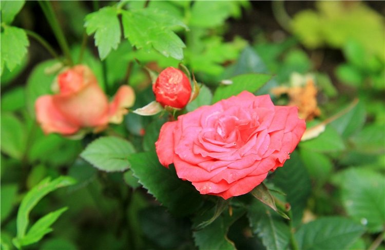 Путешествие с Бенни — Культура