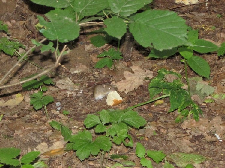 Веселое путешествие по Парку Измайлово (фото 7)