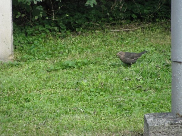 Разнообразие животного мира