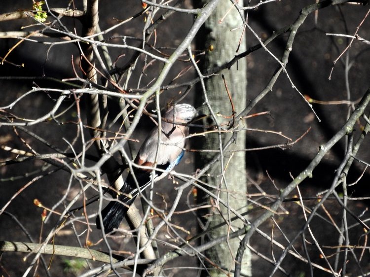 Сойки во дворе — Интересное и необычное: фотоподборки (фото 6)