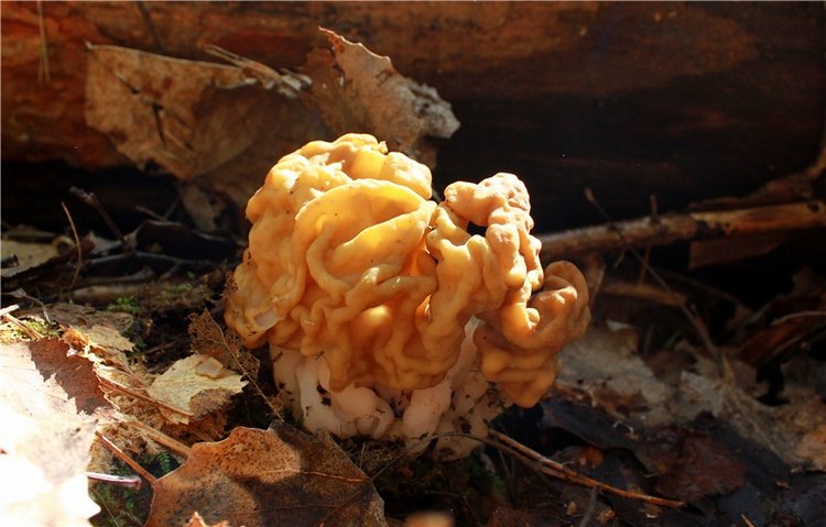 Путешествие Софи в Старицу. Lati HoneyBee New Mystic Sophie