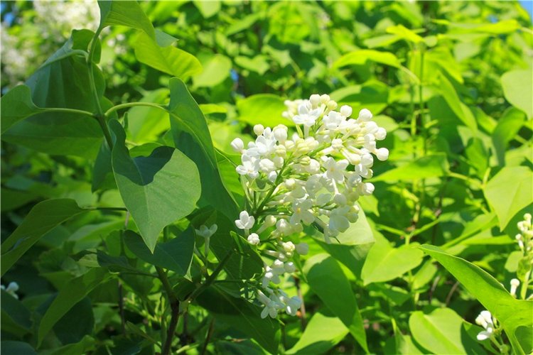 Эля в Иванишах. Twinkles Ella Chocolate