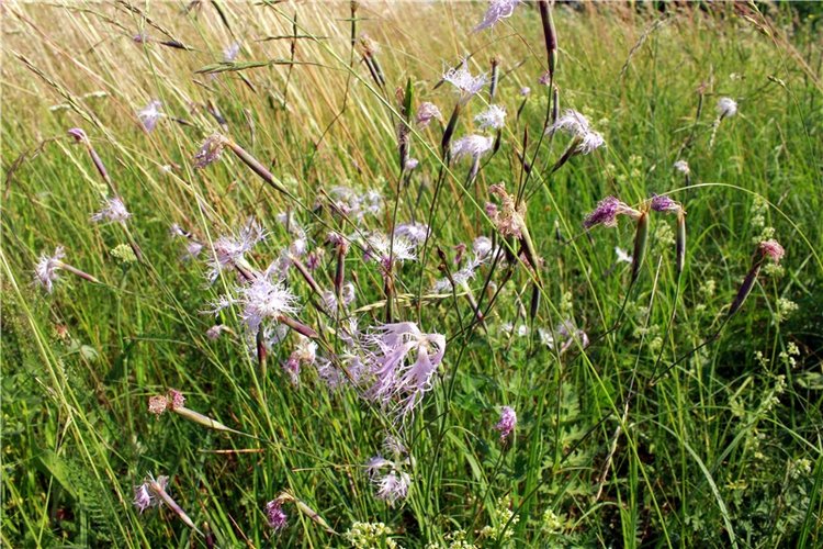 Путешествие Катрин. Katrin, Stoffpuppe Doll, Kathe Kruse