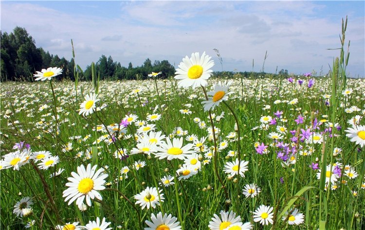 Ромашковый Июнь — Куклы Meadow dolls (Медовушки): BJD (БЖД)