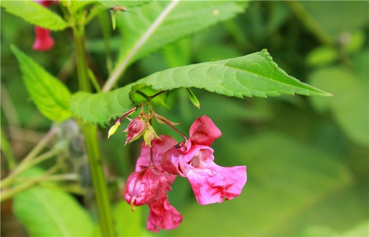 Тайны Древней Старицы — Культура