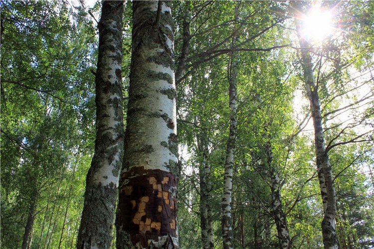 Августовское путешествие в "Сад Камней" | Бэйбики Августовское путешествие в "Сад Камней"