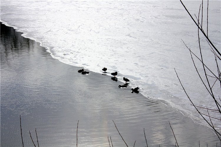 Выставка тюльпанов в Твери, продолжение
