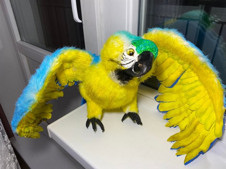 Попугай Ара. Желто-голубой (фото 9)
