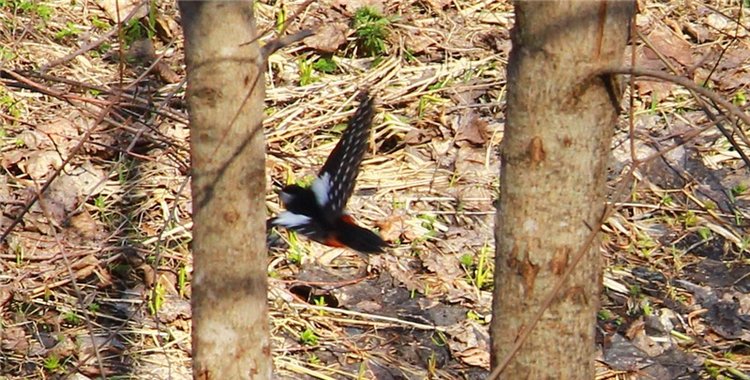 Апрельский день в Василёво, заключительная часть