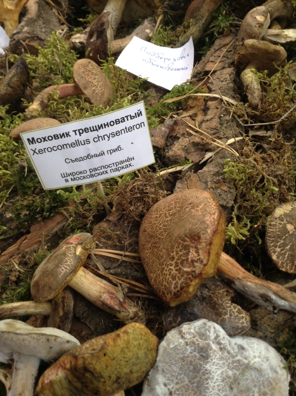 Аптекарский огород сегодня. ч.5. Грибной фестиваль