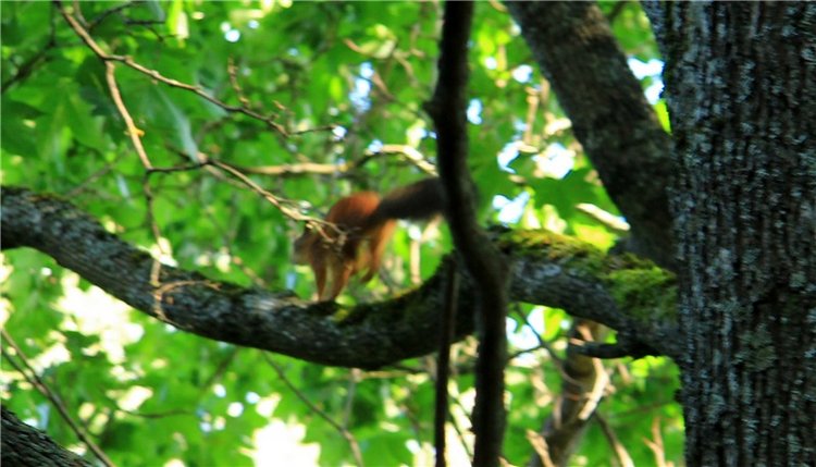 Августовская прогулка в Берново. Zwergnase Mischa