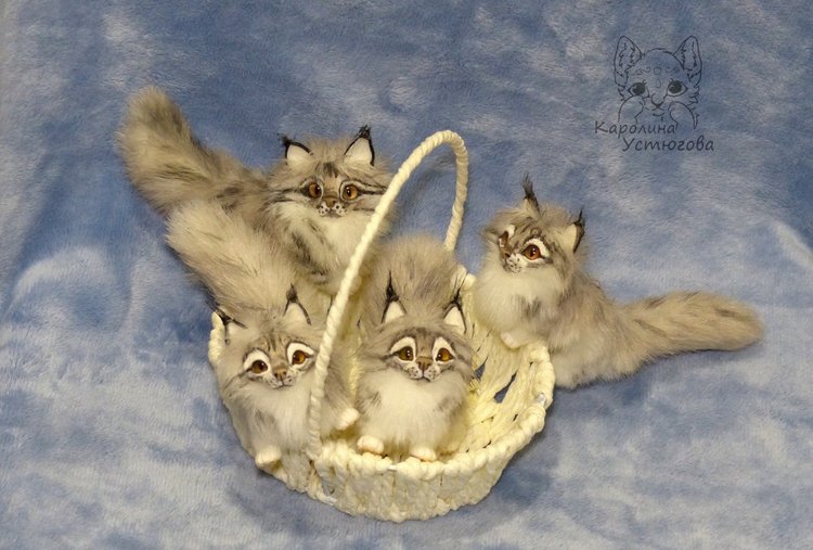 Вторая корзинка Мейн-Кунов (фото 2)