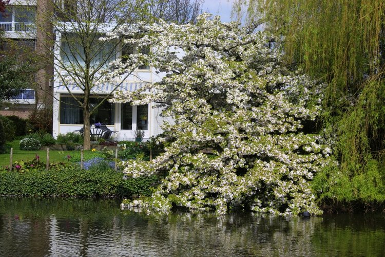 Цветущая Сакура. Прогулка по парку с Алисой. Весенние зарисовки