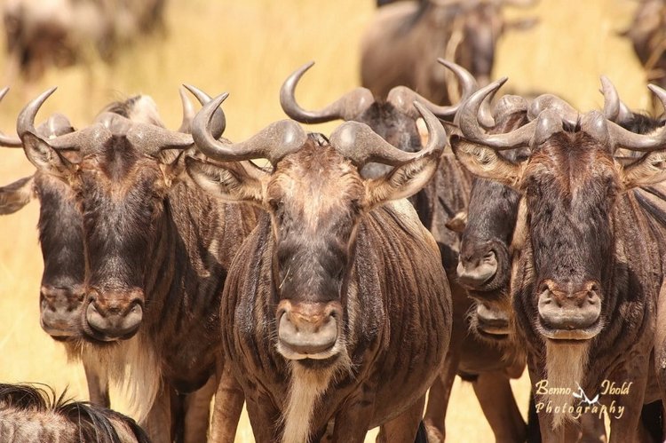 Любителям природы - профессиональные фотографии (выпуск 4)