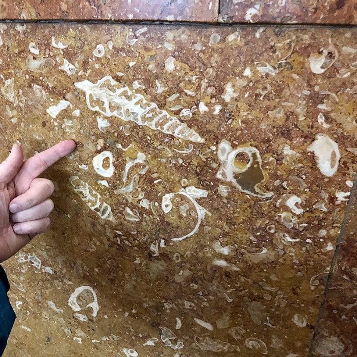 Звероящер и узоры времён динозавров в Московском метро