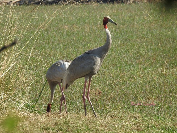 Любителям природы - профессиональные фотографии (выпуск 4)