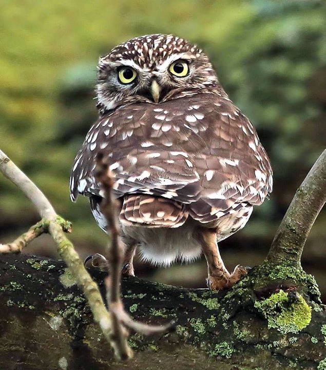 Любительские и профессиональные фотографии Сов (выпуск 2)