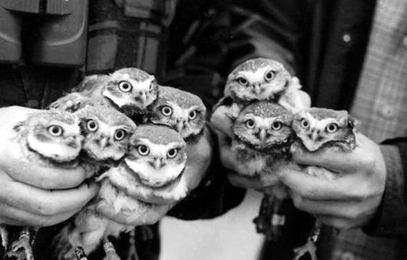 Любительские и профессиональные фотографии Сов (выпуск 2)