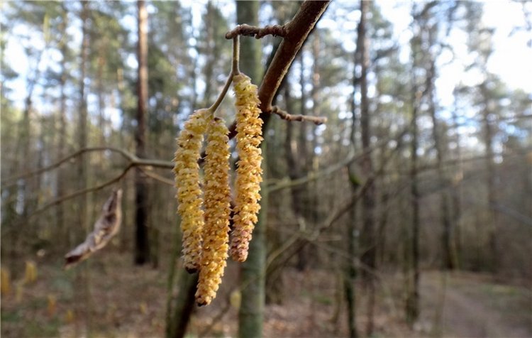 23 февраля - расцвели синие подснежники