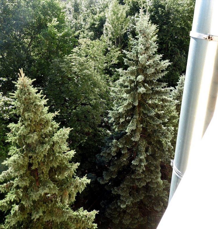 Сойки во дворе — Интересное и необычное: фотоподборки