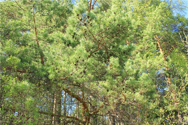 Долгая дорога к Волге. Custom Blythe Doll UFO Go Go Takara