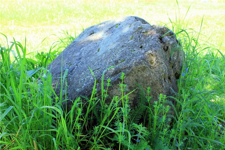 Иванишинская сосна — Культура