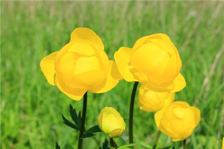 Эля в Иванишах. Twinkles Ella Chocolate