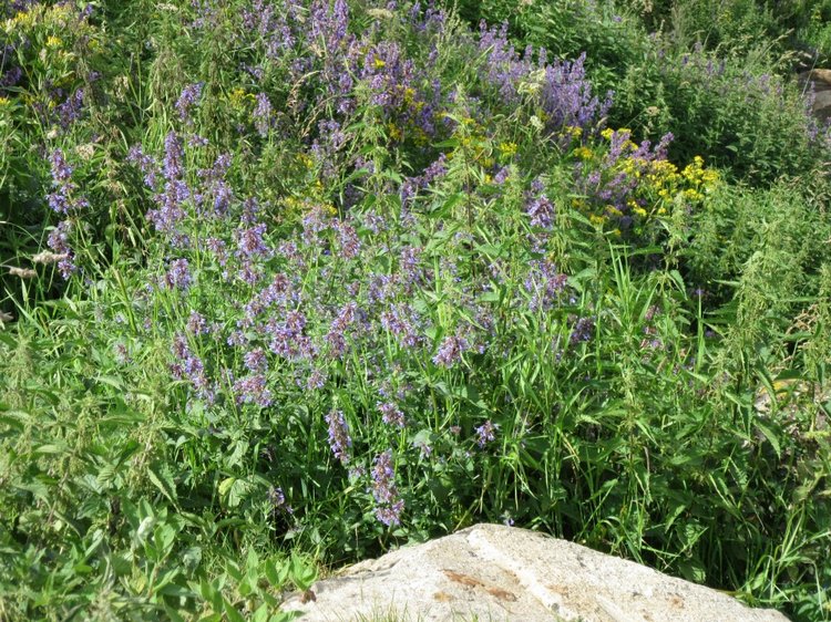 Джилы-Су в тумане — Туризм и путешествия: фотоотчеты из поездок